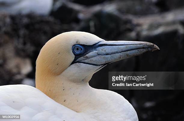 gannet - gannet stockfoto's en -beelden