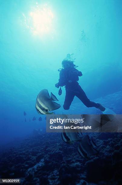 diver with bat fish -- maldives - unknown gender stock pictures, royalty-free photos & images