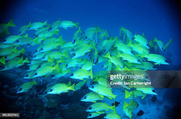 blue striped snapper -- maldives - lutjanus kasmira stock pictures, royalty-free photos & images