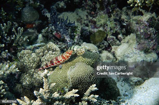 lizard fish -- maldives - lizardfish stock pictures, royalty-free photos & images