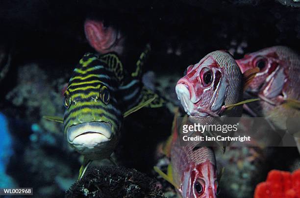 sweetlips and squirrel fish -- maldives - squirrel fish fotografías e imágenes de stock