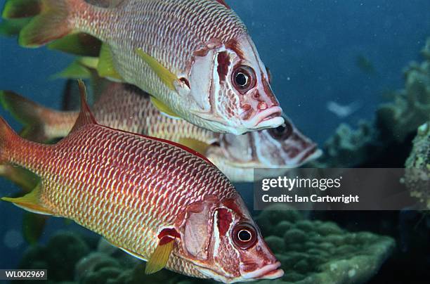 squirrel fish -- maldives - squirrel fish stock-fotos und bilder