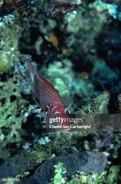 squirrel fish -- red sea - squirrel fish fotografías e imágenes de stock