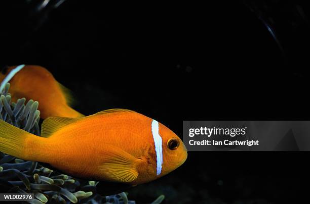 clown fish -- maldives - bony fish stock pictures, royalty-free photos & images