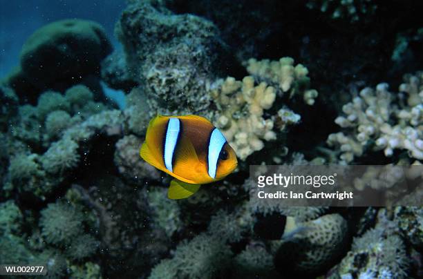 clown fish -- maldives - 硬骨魚綱 ストックフォトと画像