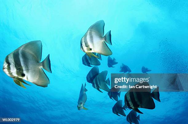 bat fish -- maldives - happy hearts fund 10 year anniversary tribute of the indian ocean tsunami stockfoto's en -beelden