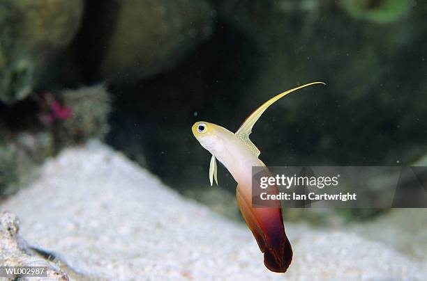 fire blenny -- maldives - trimma okinawae stock pictures, royalty-free photos & images