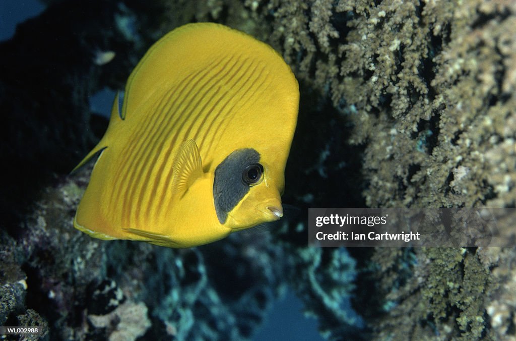 Addis Butterfly Fish -- Red Sea