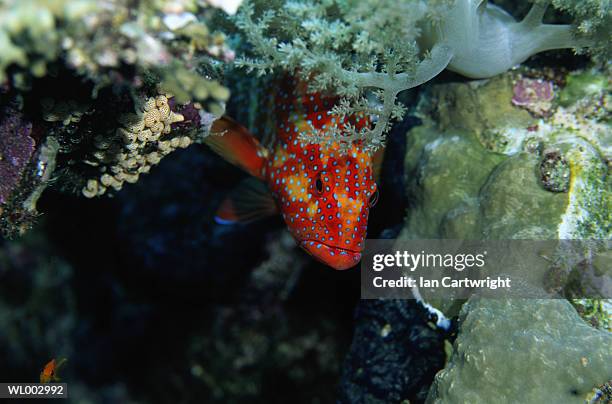 coral trout -- maldives - coral hind stock pictures, royalty-free photos & images