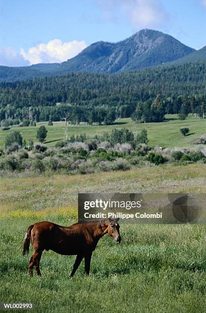 horse in field - canadas grammy night a salute to canadas nominees at the 58thgrammy awards and showcase of canadian music excellence stockfoto's en -beelden