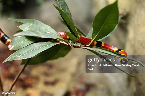 coral snake - coral snake stock pictures, royalty-free photos & images
