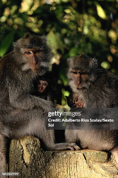 monkeys - leaf monkey stock pictures, royalty-free photos & images