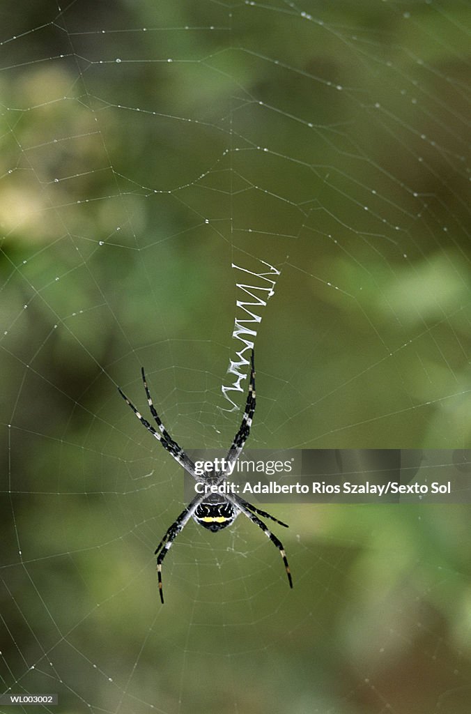 Spider