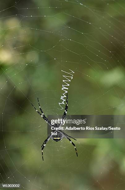 spider - arachnid stockfoto's en -beelden
