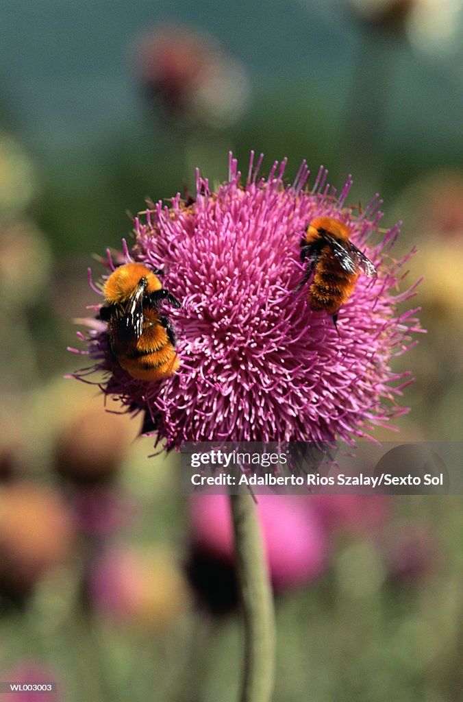 Bees on Flower