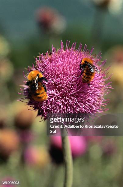 bees on flower - parte da flor - fotografias e filmes do acervo