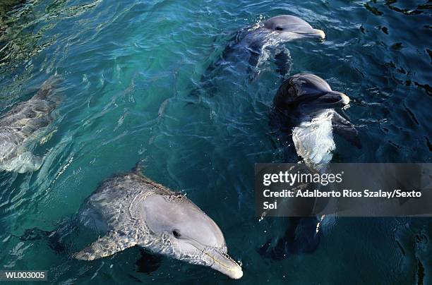 dolphins - surfacing stock pictures, royalty-free photos & images