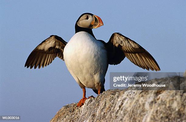 atlantic puffin - animal limb stock-fotos und bilder