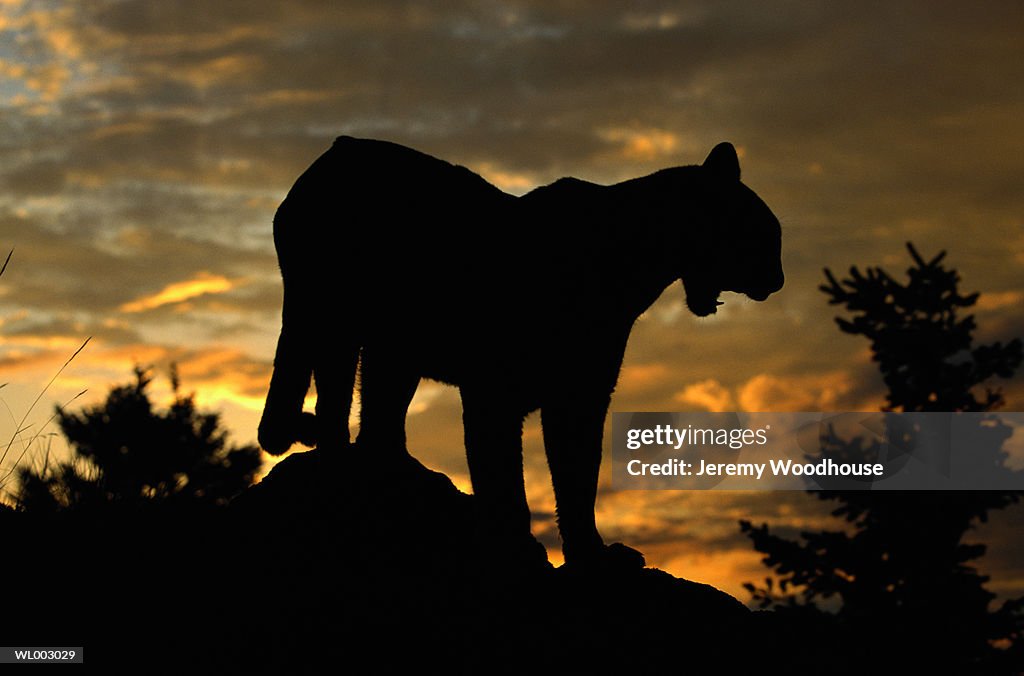 Cougar Silhouette