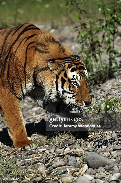 siberian tiger - 野茂 英雄 dodgers or mets or brewers or tigers or red sox or rays or royals stockfoto's en -beelden