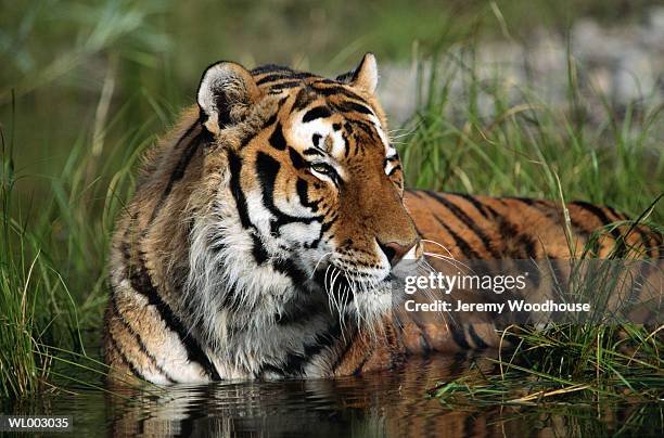 siberian tiger - 野茂 英雄 dodgers or mets or brewers or tigers or red sox or rays or royals stock pictures, royalty-free photos & images