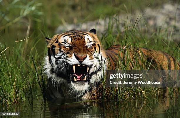 siberian tiger yawning - 野茂 英雄 dodgers or mets or brewers or tigers or red sox or rays or royals stockfoto's en -beelden