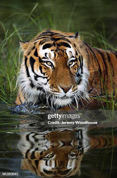 siberian tiger - 野茂 英雄 dodgers or mets or brewers or tigers or red sox or rays or royals stock pictures, royalty-free photos & images
