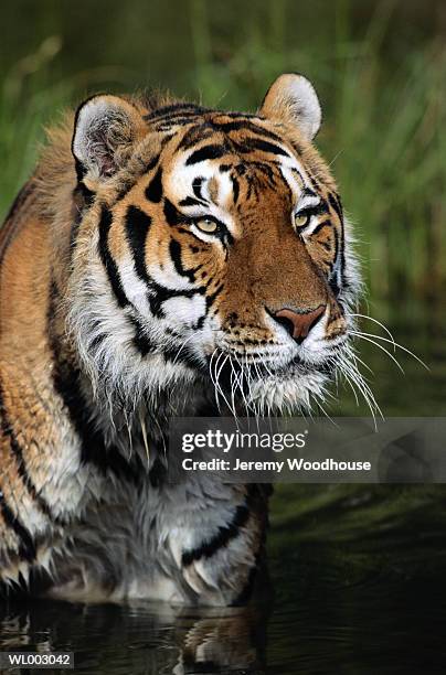 siberian tiger - 野茂 英雄 dodgers or mets or brewers or tigers or red sox or rays or royals stock pictures, royalty-free photos & images