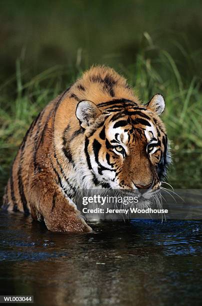 siberian tiger - 野茂 英雄 dodgers or mets or brewers or tigers or red sox or rays or royals stockfoto's en -beelden