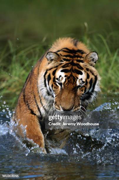 siberian tiger - 野茂 英雄 dodgers or mets or brewers or tigers or red sox or rays or royals stock pictures, royalty-free photos & images