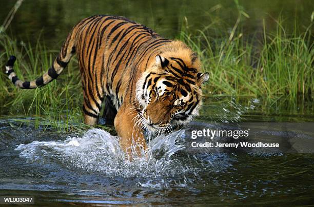 siberian tiger - 野茂 英雄 dodgers or mets or brewers or tigers or red sox or rays or royals stock pictures, royalty-free photos & images