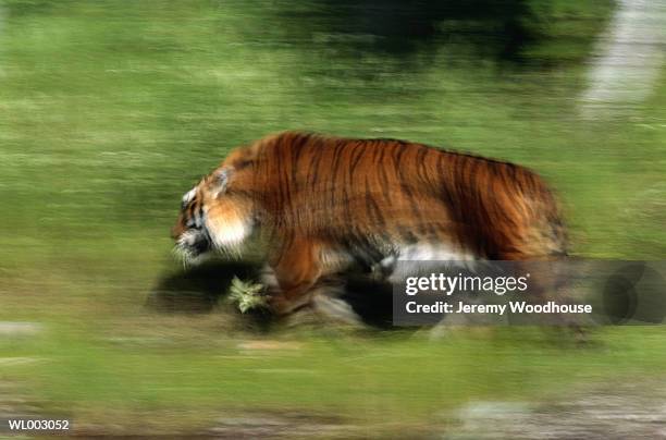 siberian tiger - 野茂 英雄 dodgers or mets or brewers or tigers or red sox or rays or royals stockfoto's en -beelden