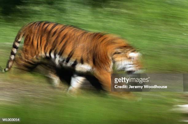 siberian tiger - 野茂 英雄 dodgers or mets or brewers or tigers or red sox or rays or royals stock pictures, royalty-free photos & images