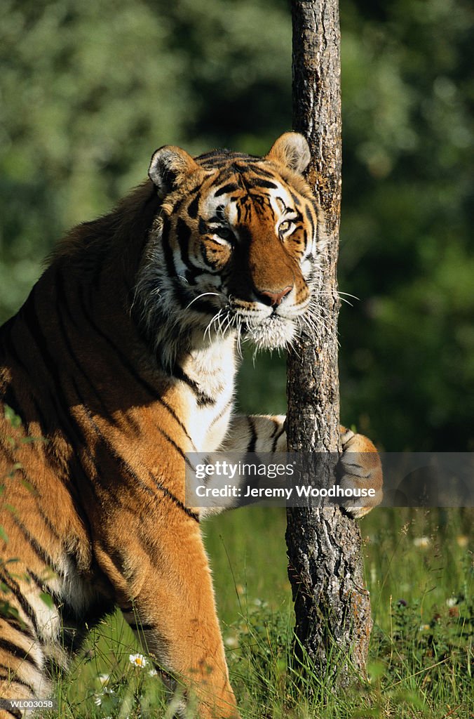 Siberian Tiger