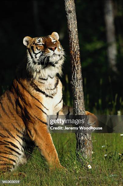 siberian tiger - 野茂 英雄 dodgers or mets or brewers or tigers or red sox or rays or royals stock pictures, royalty-free photos & images