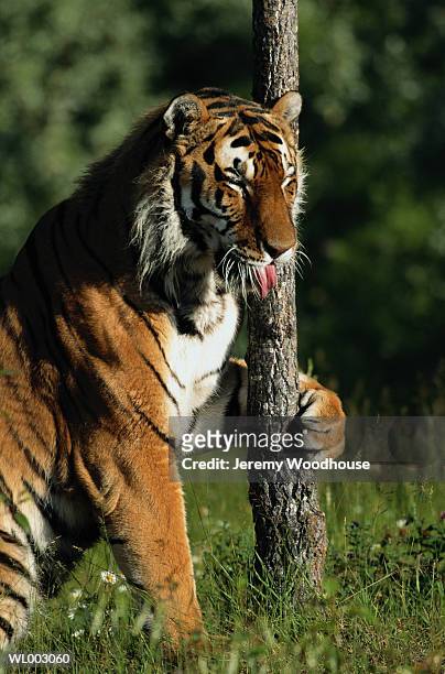 siberian tiger - djurtunga bildbanksfoton och bilder