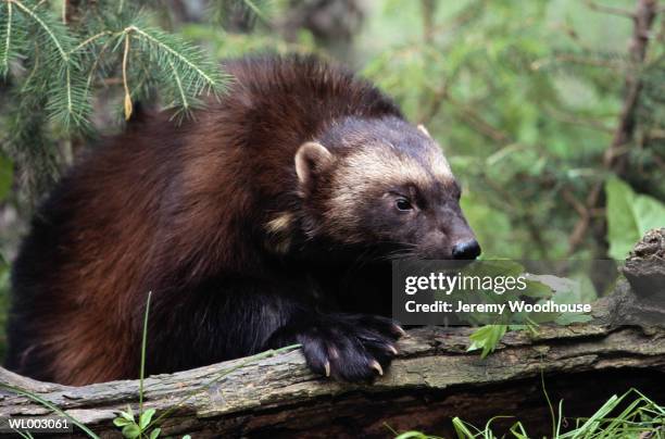 wolverine - weasel family stock pictures, royalty-free photos & images