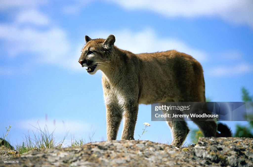 Cougar