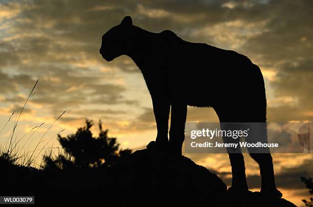 cougar silhouette - martin schulz gives statement as possibility of grand coalition grows stockfoto's en -beelden