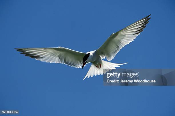 common tern in flight - keri hilson and gillette ask los angeles couples to kiss tell if they prefer stubble or smooth shaven stock pictures, royalty-free photos & images