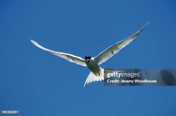 common tern in flight - keri hilson and gillette ask los angeles couples to kiss tell if they prefer stubble or smooth shaven stock pictures, royalty-free photos & images