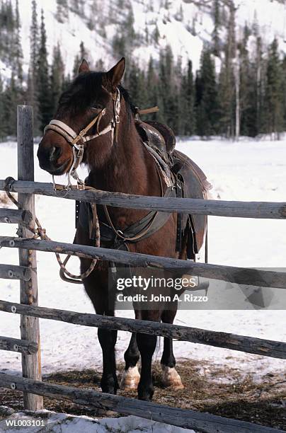 horse on an alaskan ranch - estados de agua fotografías e imágenes de stock