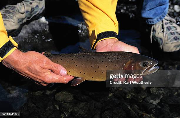 holding a trout - a von stock-fotos und bilder