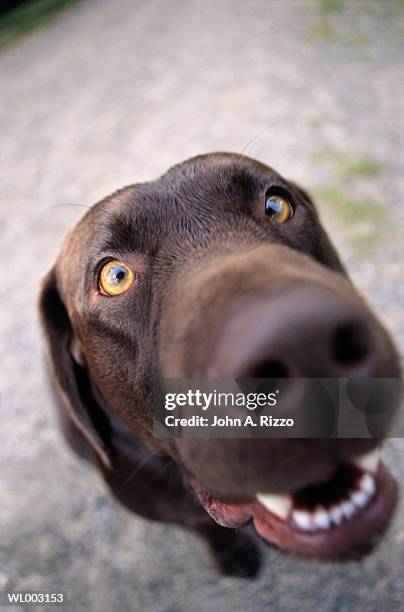 dog - festival paris cinema opening night and premiere of la venus a la fourrure stockfoto's en -beelden