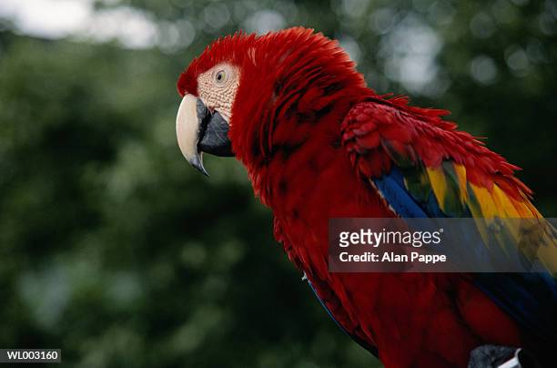parrot (psittaciformes), profile - in profile stock pictures, royalty-free photos & images
