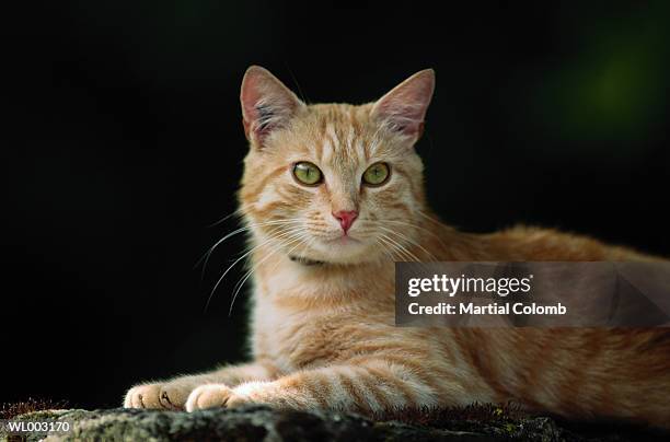 cat - martial stock pictures, royalty-free photos & images