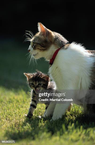 cat with kittens - animal sound stock pictures, royalty-free photos & images