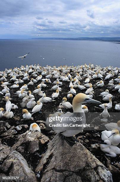 gannet colony - gannet stockfoto's en -beelden