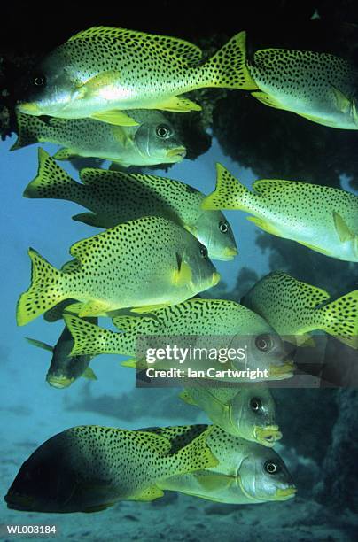 close-up of spotted sweet lips - plectorhinchus imagens e fotografias de stock