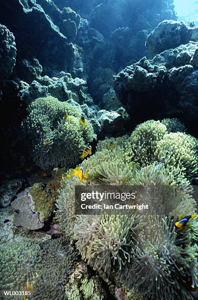 clown fish and sea anemones - 硬��骨魚綱 ストックフォトと画像